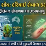 ક્રાંતિકારી શોધ: ઓસ્ટ્રેલિયન દરિયાઈ શેવાળ ઘા રૂઝાવવામાં કરશે કમાલ! (Revolutionary Seaweed Discovery for Wound Healing)